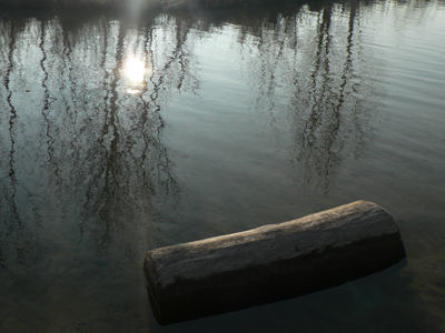 Treibholz in seiner natürlichen Umgebung